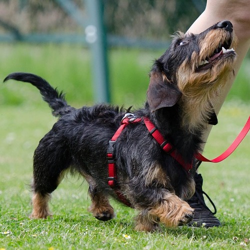 Das Bild zeigt einen Rauhaardackel, dem das Hundetraining sichtlich Spaß mach!