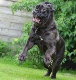 crazy_mastino-napoletano_web-komp