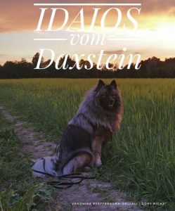 Wolfsspitz-Deckrüde Idaios vom Daxstein – © Yusra Dellali Wolfsspitz-Deckrüde Idaios vom Daxstein