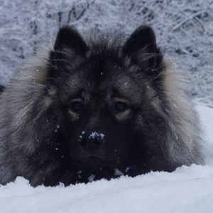 Wolfsspitz-Deckrüde Idaios vom Daxstein – © Yusra Dellali Kopfstudie vom Wolfsspitz-Deckrüden Idaios vom Daxstein